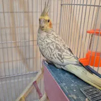 عروس هلندی ماده به همراه قفس