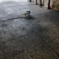 سلام|پرنده|تهران, صاحب الزمان|دیوار