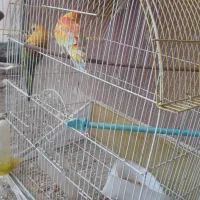 جفت طوطی اواز خان