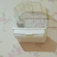 سهره بخون خوشرنگ|پرنده|تهران, زنجان جنوبی|دیوار