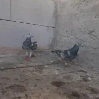 ربزک