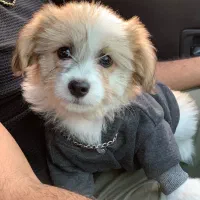 سگ شیتزو مالتیز|سگ|سرخرود, |دیوار