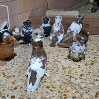 کبوتر بخارا