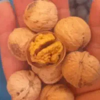 گردو گردو گردو هر گردی گردو نمیشه
