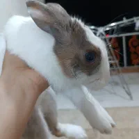 خرگوش|موش و خرگوش|یاسوج, |دیوار