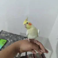 عروس هلندی|پرنده|اهواز, کمپلو جنوبی|دیوار