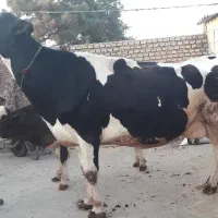 گاو آبستن سنگین صنعتی