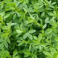 یونجه
