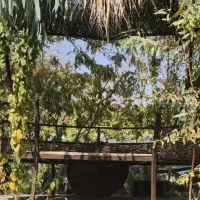 سگ ژرمن ، پیت بول ، باکسر|سگ|اصفهان, طامه|دیوار