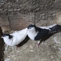 شامی وساده چپ و خال سر|پرنده|علیآباد کتول, |دیوار