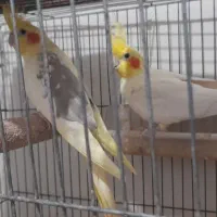 فروش جفت عروس هلندی و طوطی برزیلی