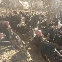 جوجه بوقلمون|حیوانات مزرعه|نیشابور, ریوند|دیوار