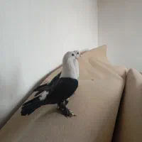 کفتر|پرنده|گلستان (تهران), |دیوار