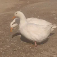 اردک|پرنده|لردگان, |دیوار