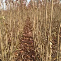 نهالونهالستانشناسهدارگیلاسی|خدمات باغبانی و درختکاری|گلبهار, نوبهار|دیوار