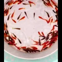 ماهی قرمز حراج عمده|ماهی|قم, علی آباد سعدگان|دیوار