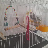 یک جفت عروس هلندی