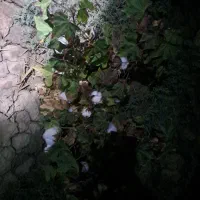 پنبه تازه پاک شده|رختخواب، بالش، پتو|کرمان, |دیوار