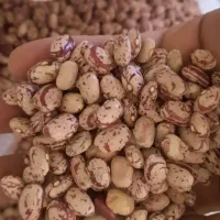 لوبیا چیتی درجه ۱
