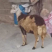 بره قوچ