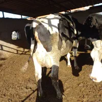 گاو۳۵کیلوشیرگوساله دار|حیوانات مزرعه|بندر ترکمن, |دیوار