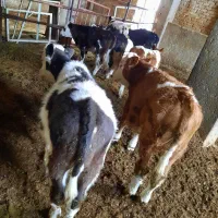 ۷ راس گوساله نر سیمینتال