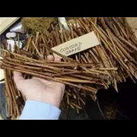 نهال انگور تاک میم|گل و گیاه طبیعی|مشهد, فرخد|دیوار