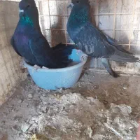 کفتر|پرنده|برخوار, |دیوار