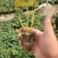 نشا توت فرنگی البیون|خدمات باغبانی و درختکاری|هشتگرد, قاسم آباد بزرگ|دیوار