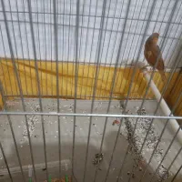 قناری دارچینی نر سرحال و شاداب|پرنده|مبارکه, |دیوار