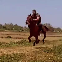 اسب نریان کرد