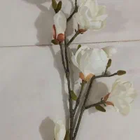شاخه گل