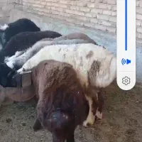 فروش بره