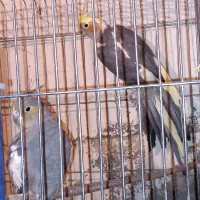 با سلام فروش عروس هلندی|پرنده|خرامه, |دیوار