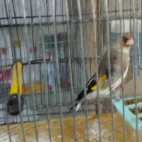 سهره سقا ماده کرمونی کارداده تضمینی ذاغسر|پرنده|کرمان, |دیوار