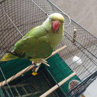 طوطی ملنگو ۱۰ ماهه با قفس بزرگ
