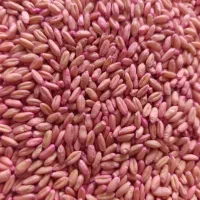 بذر گندم پیشگام چاق در جه یک دیم باران|عمده‌فروشی|خنداب, |دیوار