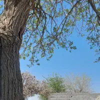 سلام-خدمت-دوستان-زمین-فروشی-100-متر-درعلی-اباد