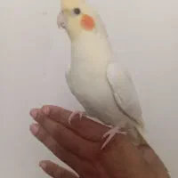 جوجه عروس دونخور سرلاکی کوتوله اشتی