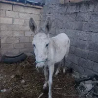 خرماده|حیوانات مزرعه|رامیان, |دیوار