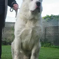 سگ های درشت اندام، سگ فوق حرفه ای،سگ نگحبان|سگ|شهریار, شهریار|دیوار