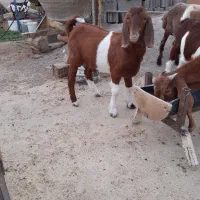 بزغاله دورگ بوئر|حیوانات مزرعه|سمنان, |دیوار