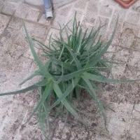 دو عدد گل آلوورا  بزرگ بسیار عالی برای شادابی پوست|گل و گیاه طبیعی|تهران, هفده شهریور|دیوار