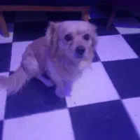 سگ گمشده|سگ|یاسوج, |دیوار