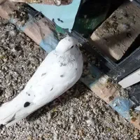 کبوتر|پرنده|ایوان, |دیوار