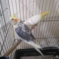 4 عدد عروس هلندی جوان و اهلی شده|پرنده|اندیشه, اندیشه فاز ۱|دیوار