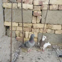 چند عدد پرنده فروشی|پرنده|هامون, |دیوار