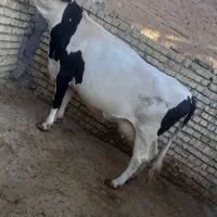 گاو سیمینتال|حیوانات مزرعه|خنجین, |دیوار