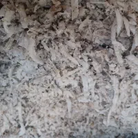 تفاله چغندر و کاه گندم