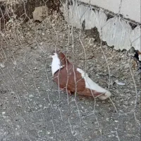 نر سرخ اصفهانی